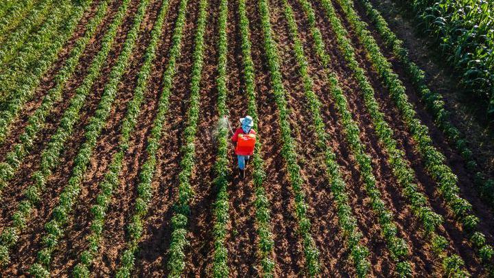Foto aérea de un campo cosechado en el que se ve a un campesino arrojando fertilizantes.